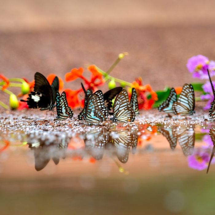 Butterﬂies and water