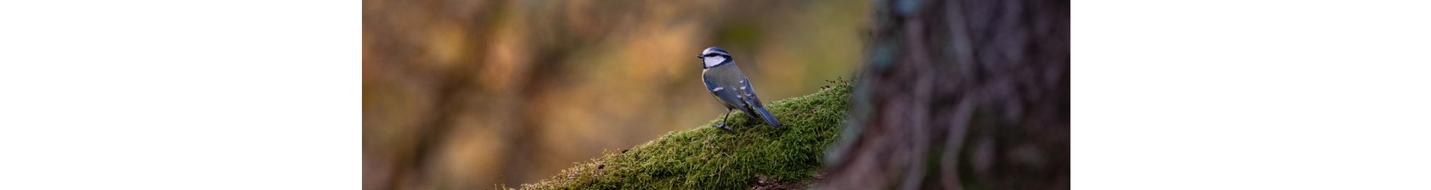 Naturbeobachtung_gross