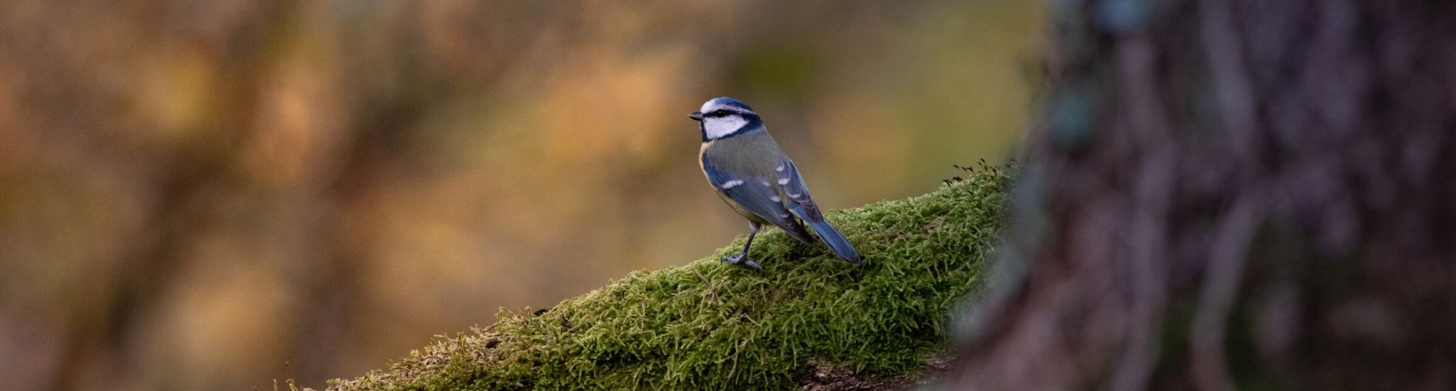 Naturbeobachtung_gross