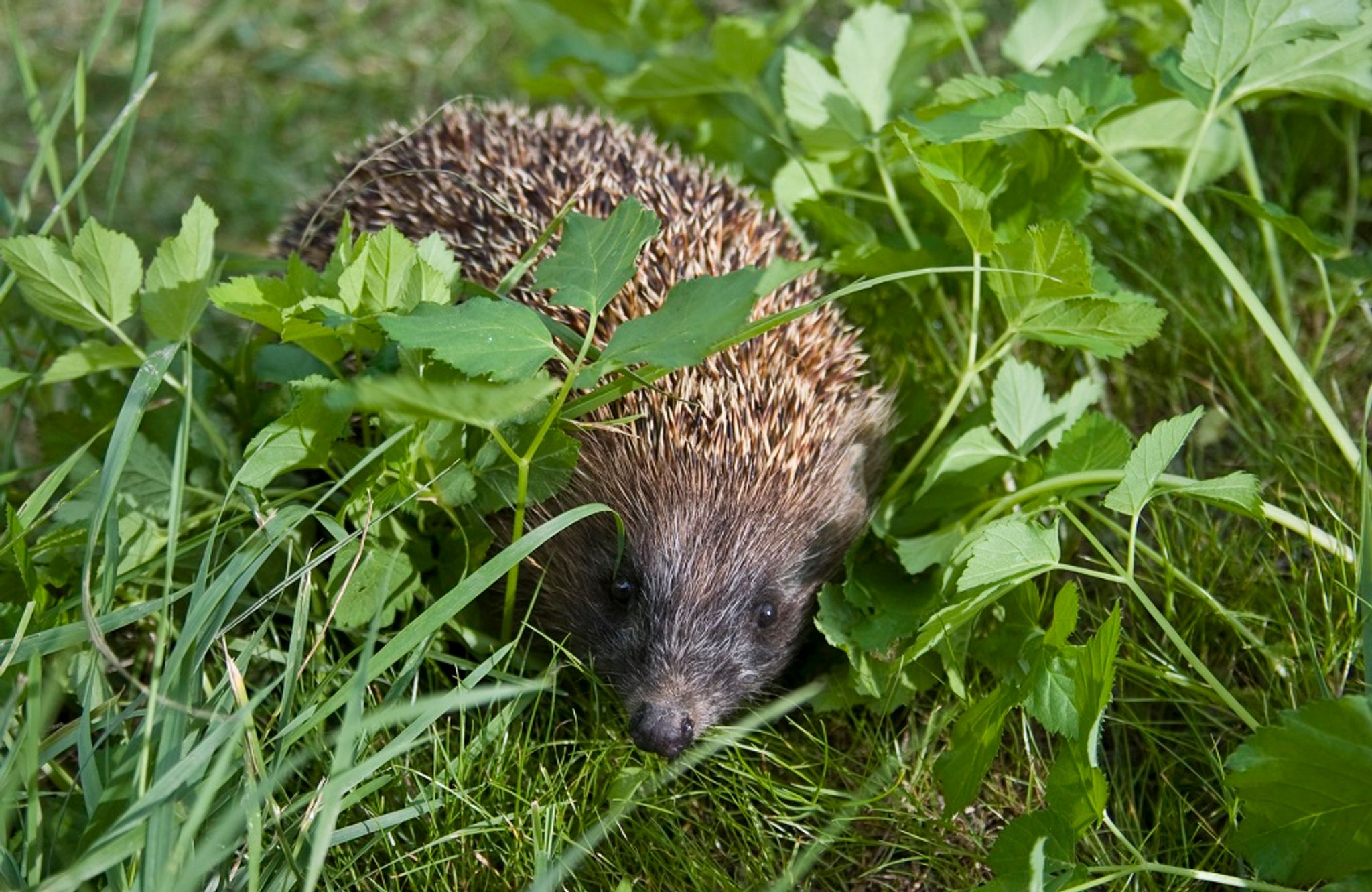 A hedgehog walking on a lawn