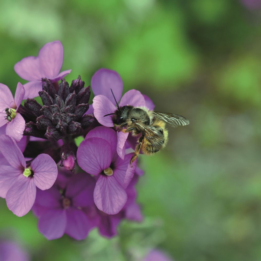 Red mason bee close up on spring flowers - 1