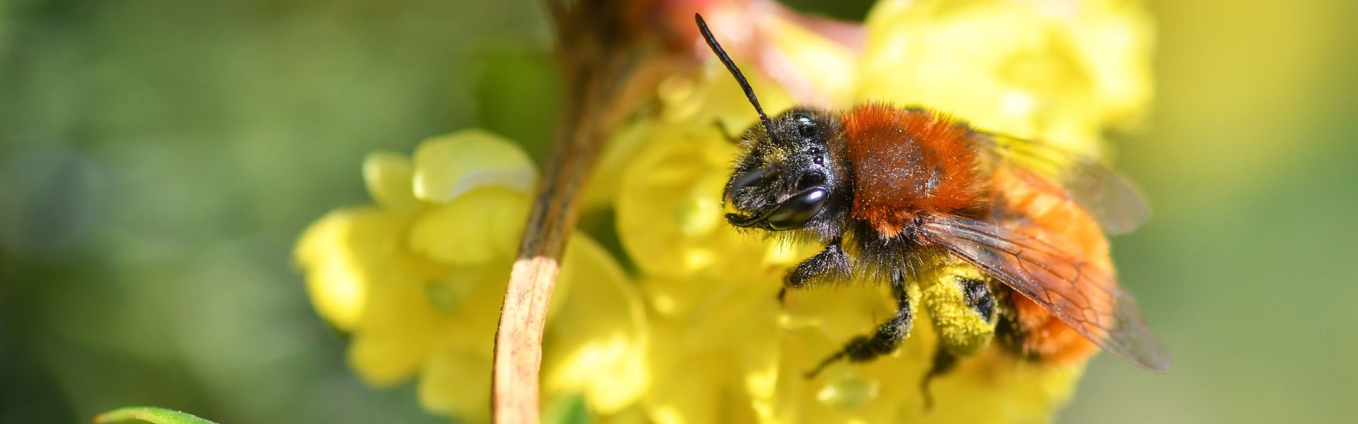 Red mason bee collecting pollen on a yellow flower - 1