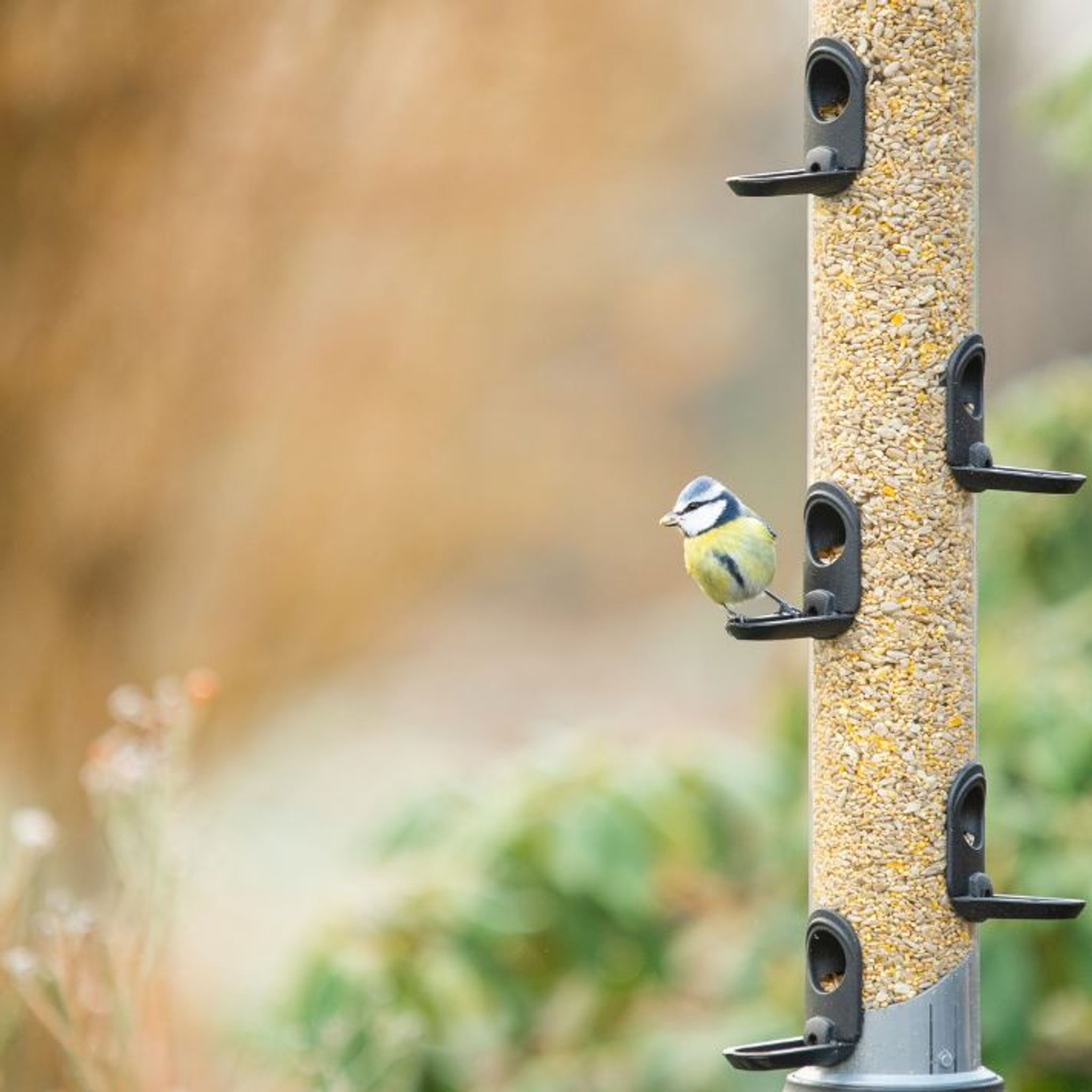 summer-feeding_header_mobile