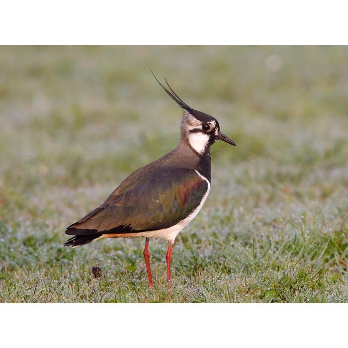 een kievit in het grasveld