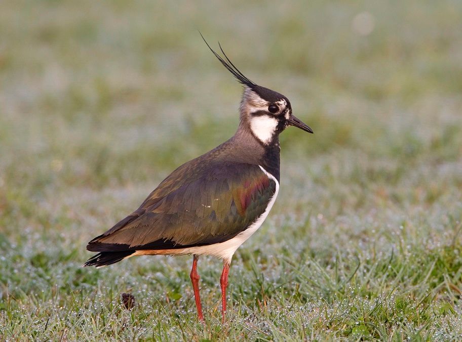 Kievit_-_Arie_Ouwerkerk2