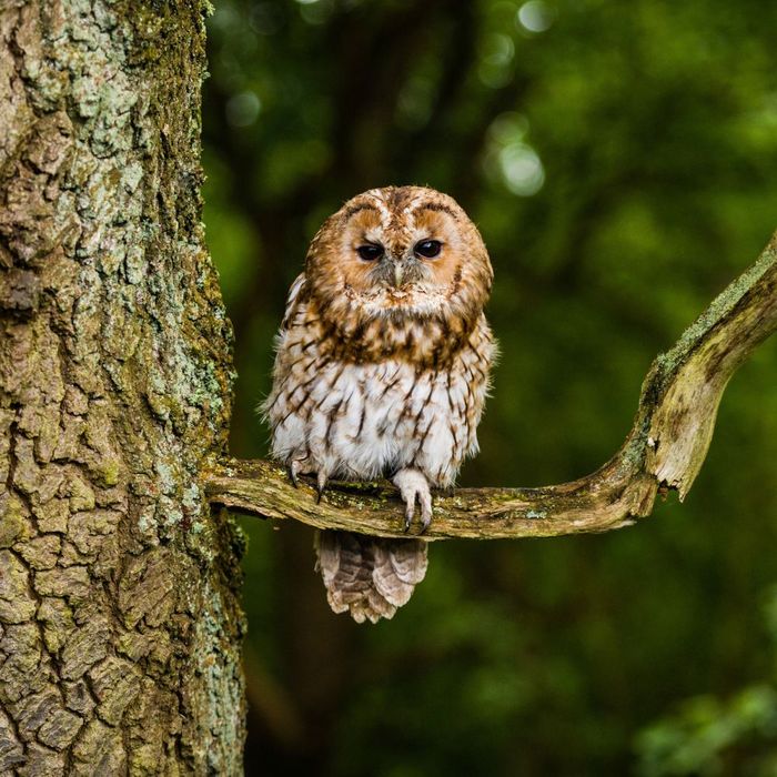 Tawny Owl