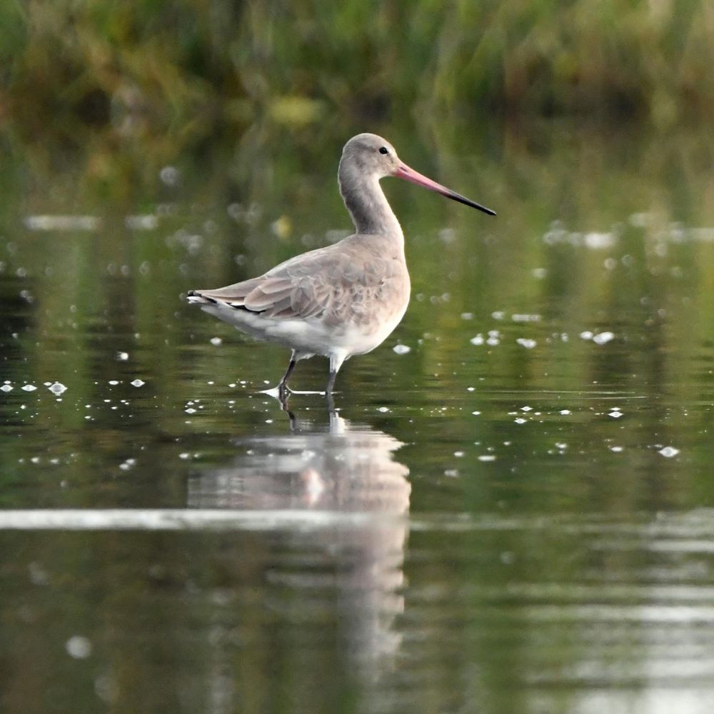 black-tailed-godwit - 1