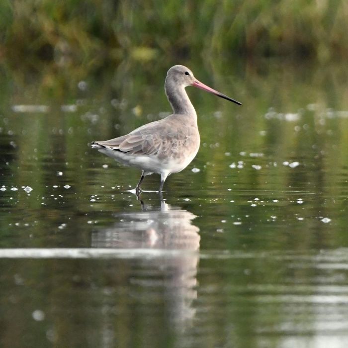 black-tailed-godwit - 1