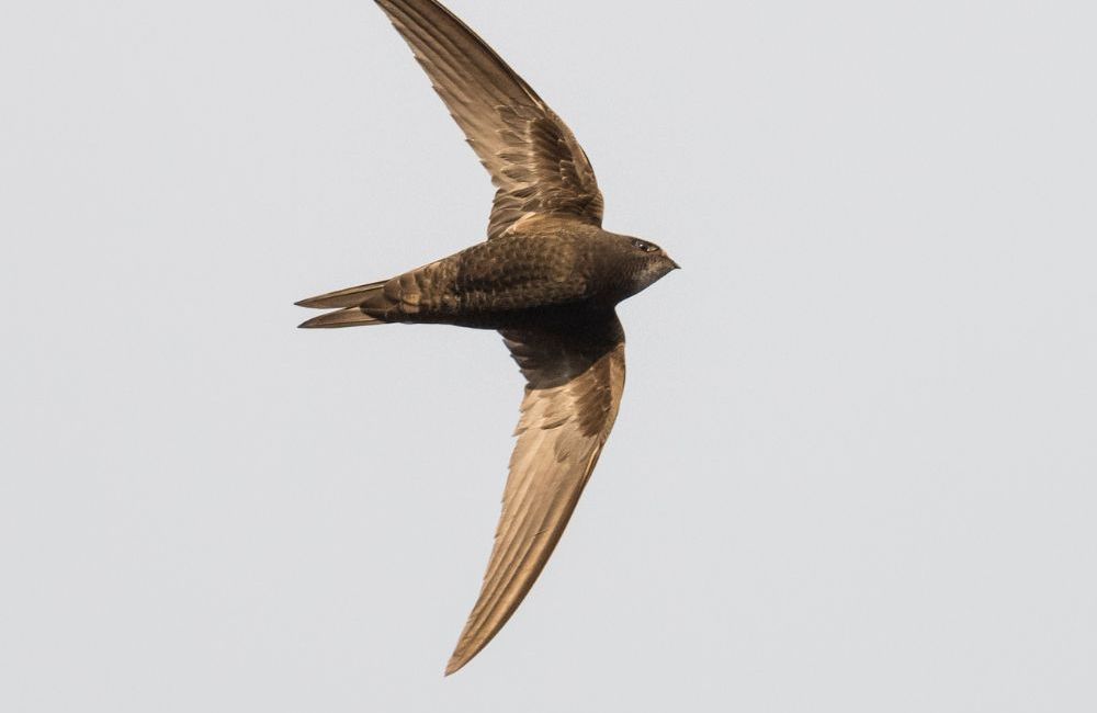 common_swift - 1