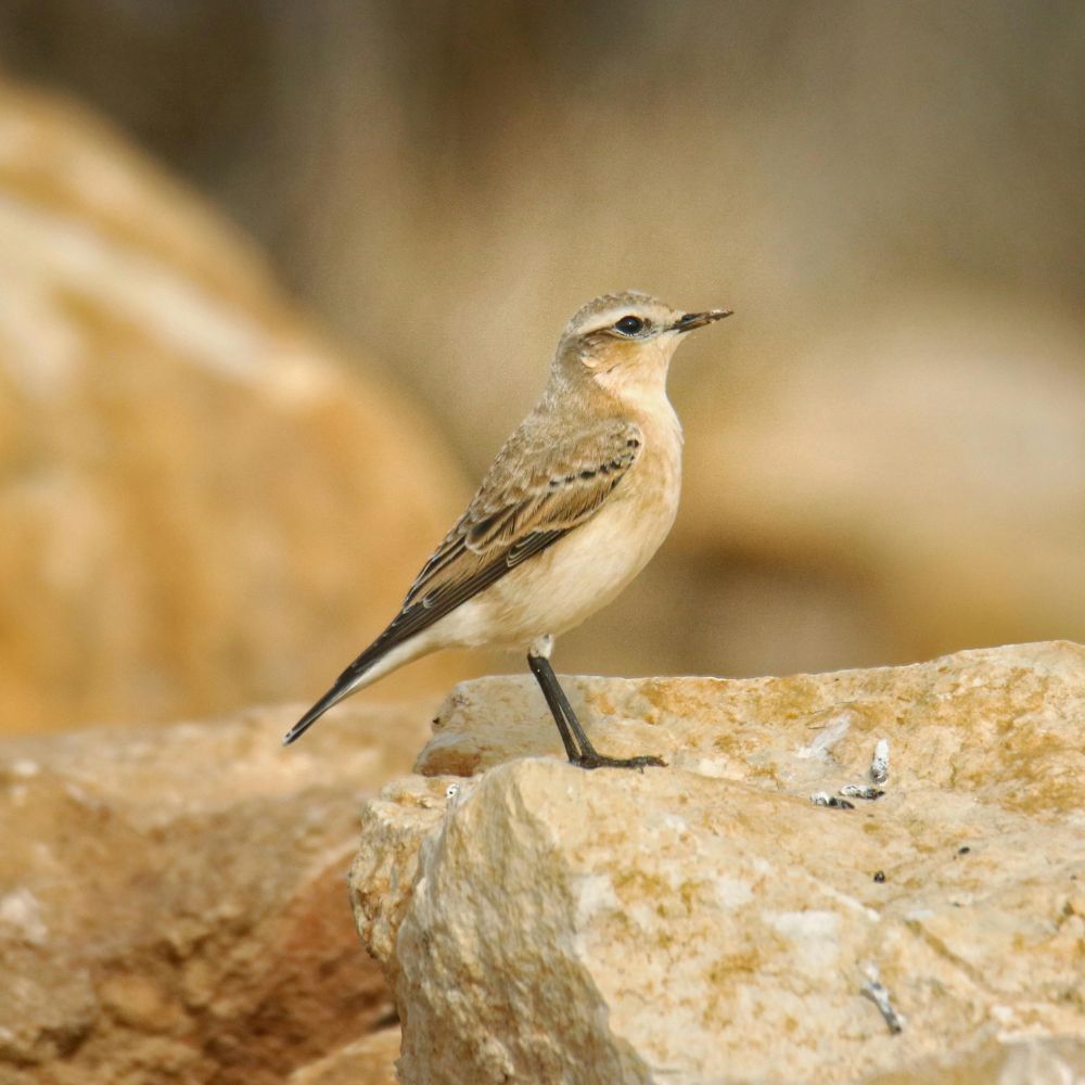 northern_wheater - 1