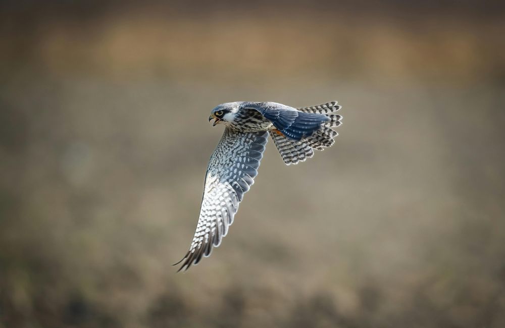 peregrine_falcon - 1