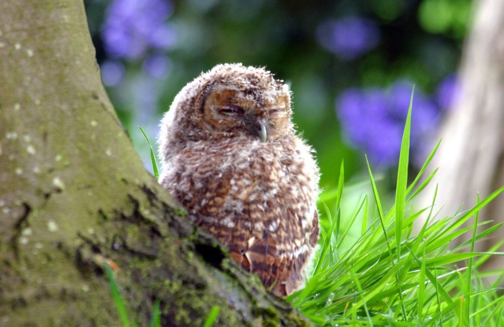 tawny_owl - 1