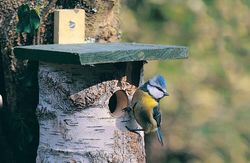 nistkasten_inspiration