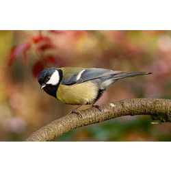 greattit