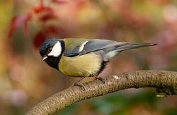 greattit