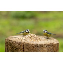 hi_energy_seeds_winter