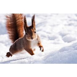 squirrel_winter