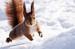 squirrel_winter