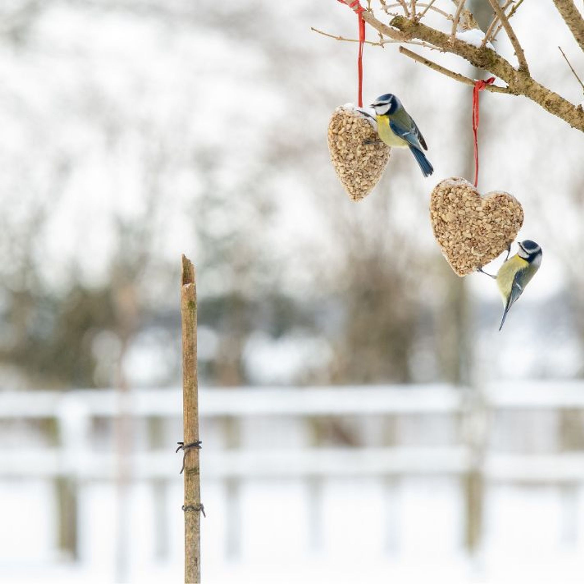 winter_feeding_mobile_header