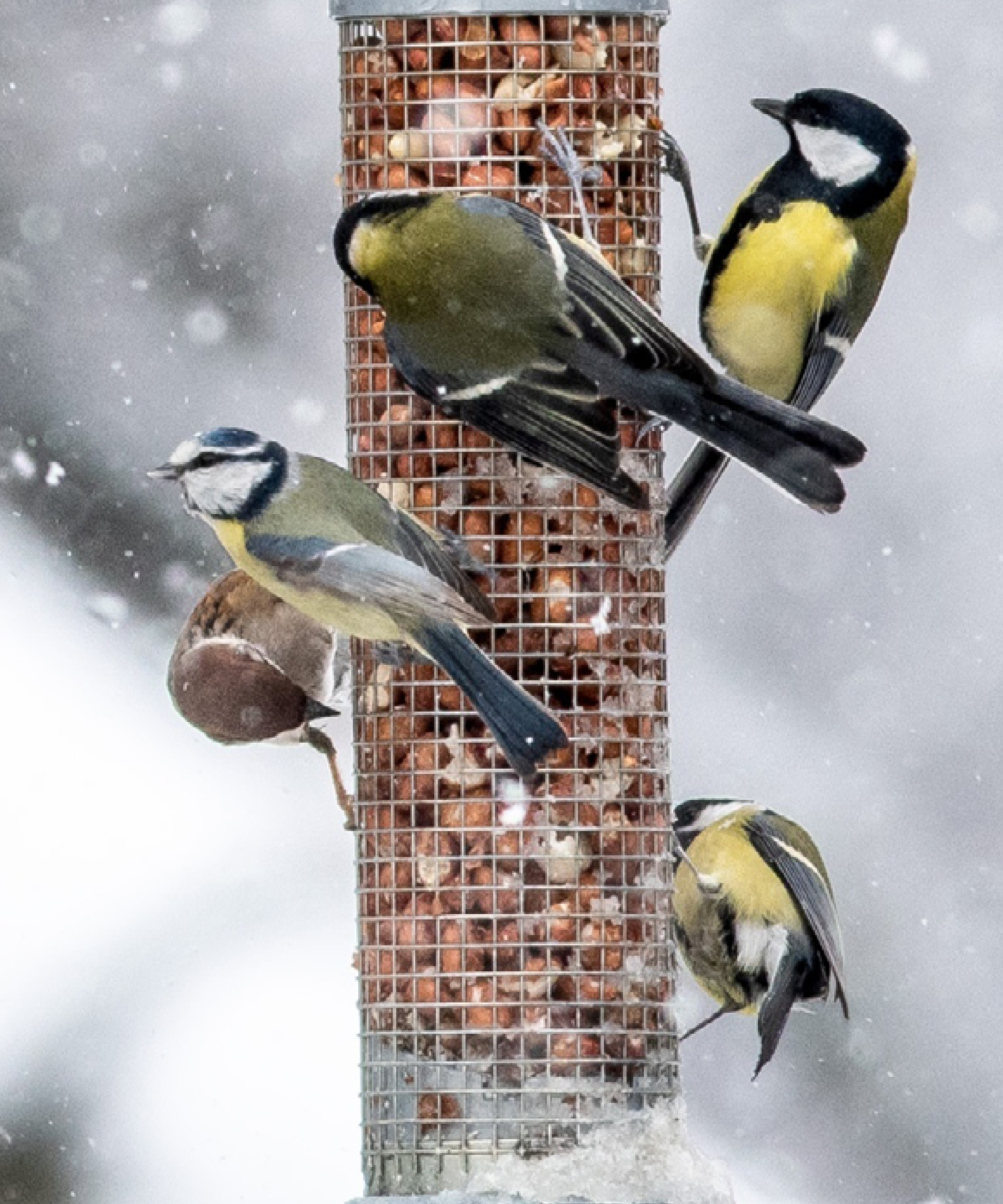 CD-2343_-_Landingpage_visuals_Winter_v1