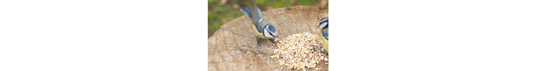 Wanneer_vogels_voeren_mobile2