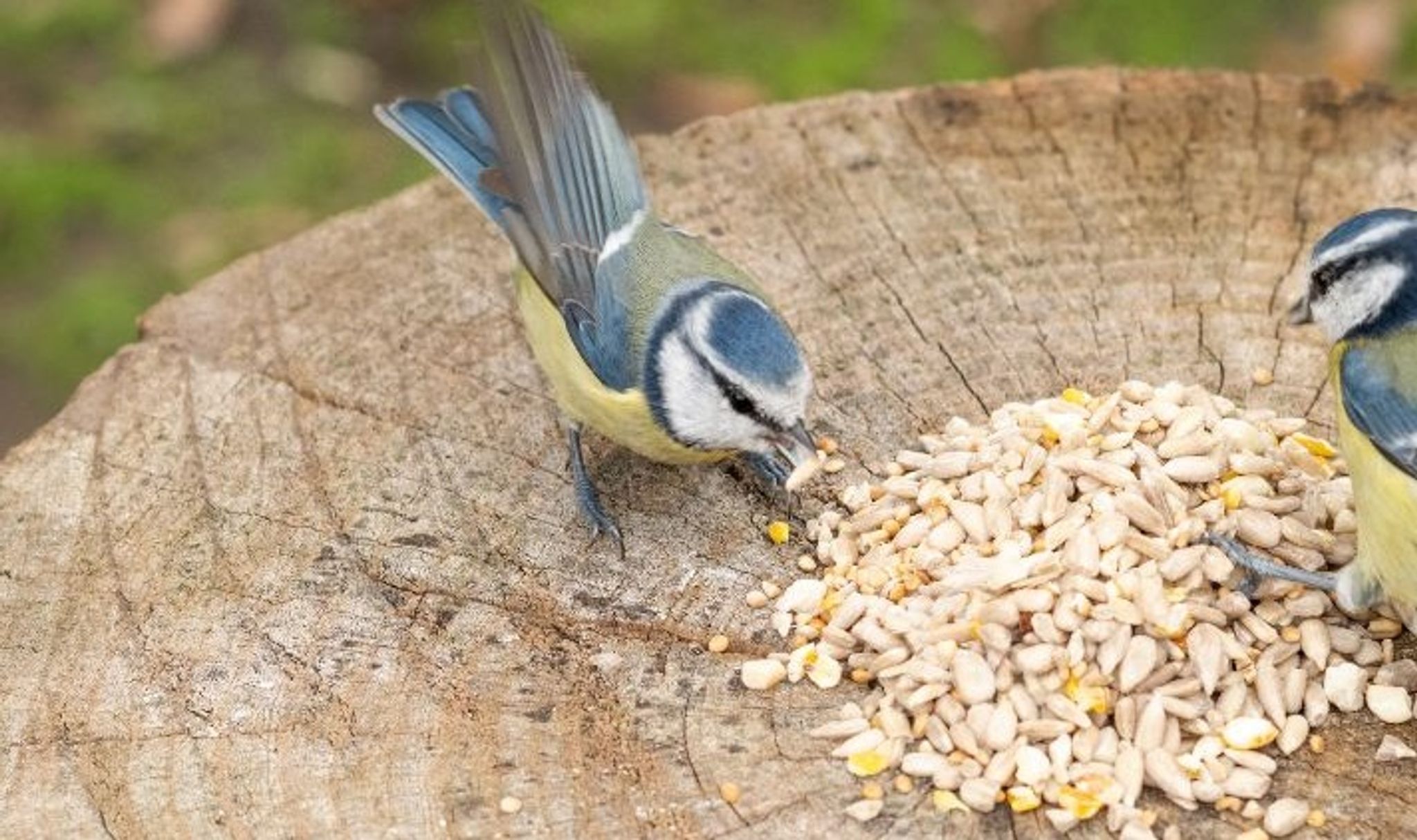 Wanneer_vogels_voeren_mobile2