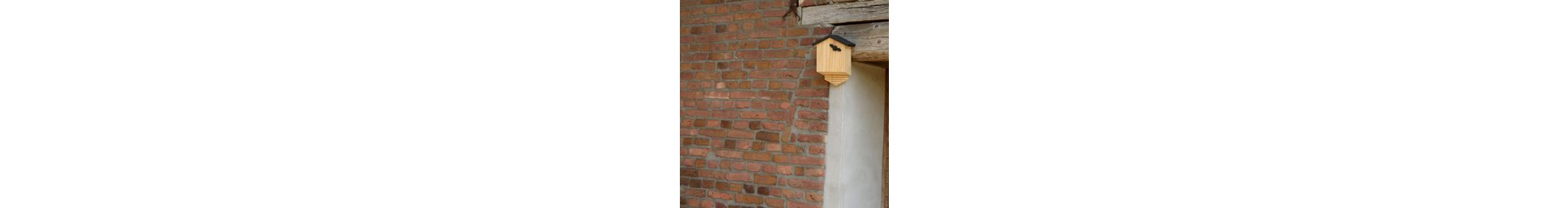 Bat_Conservation_Trust_1_