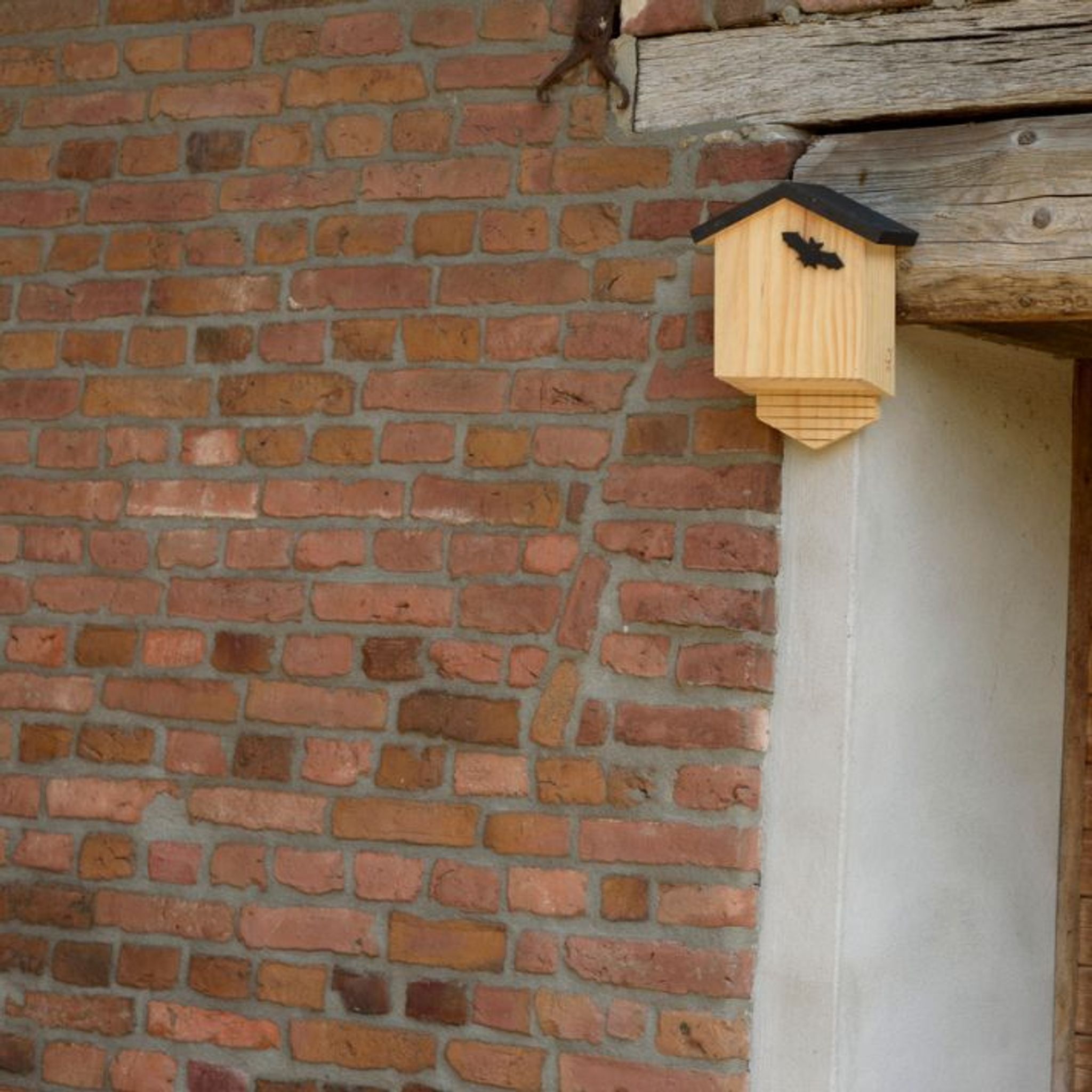 Bat_Conservation_Trust_1_