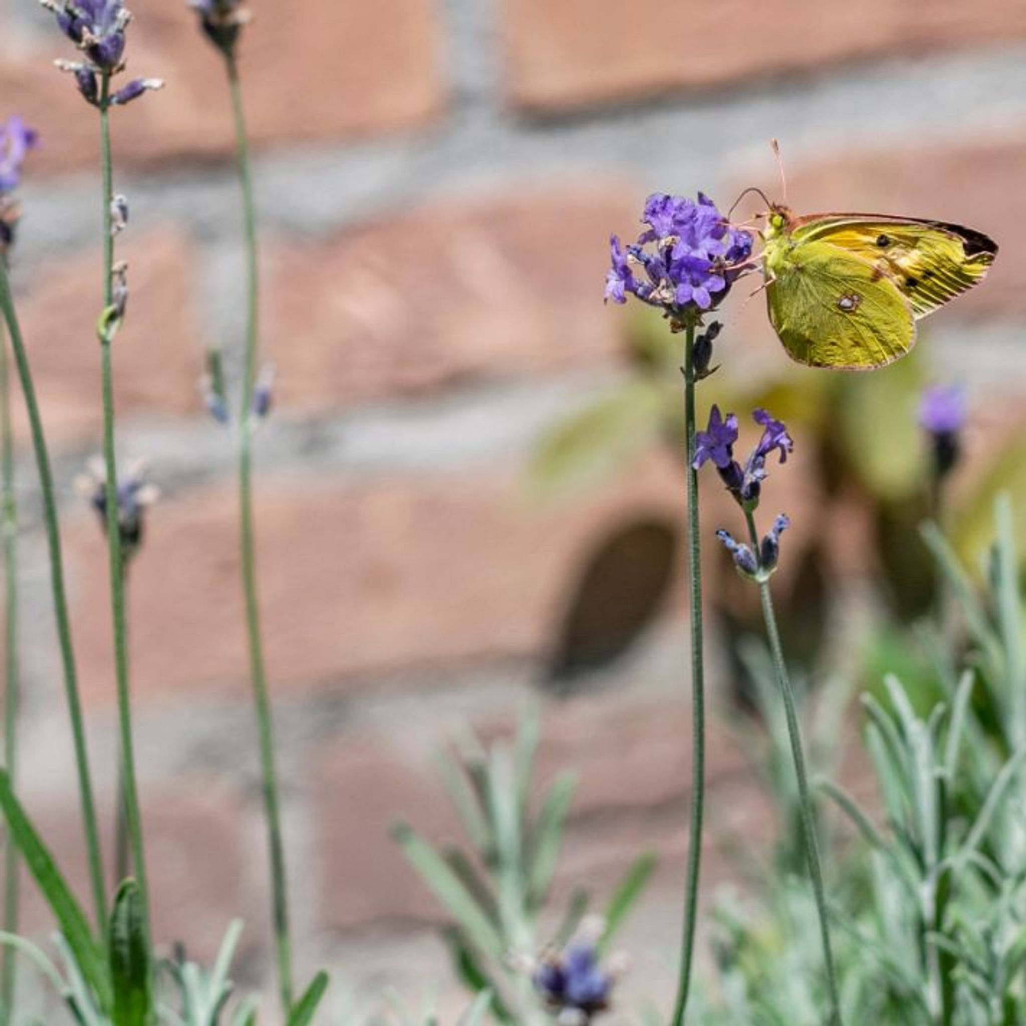 Butterfly_Conservation_1_