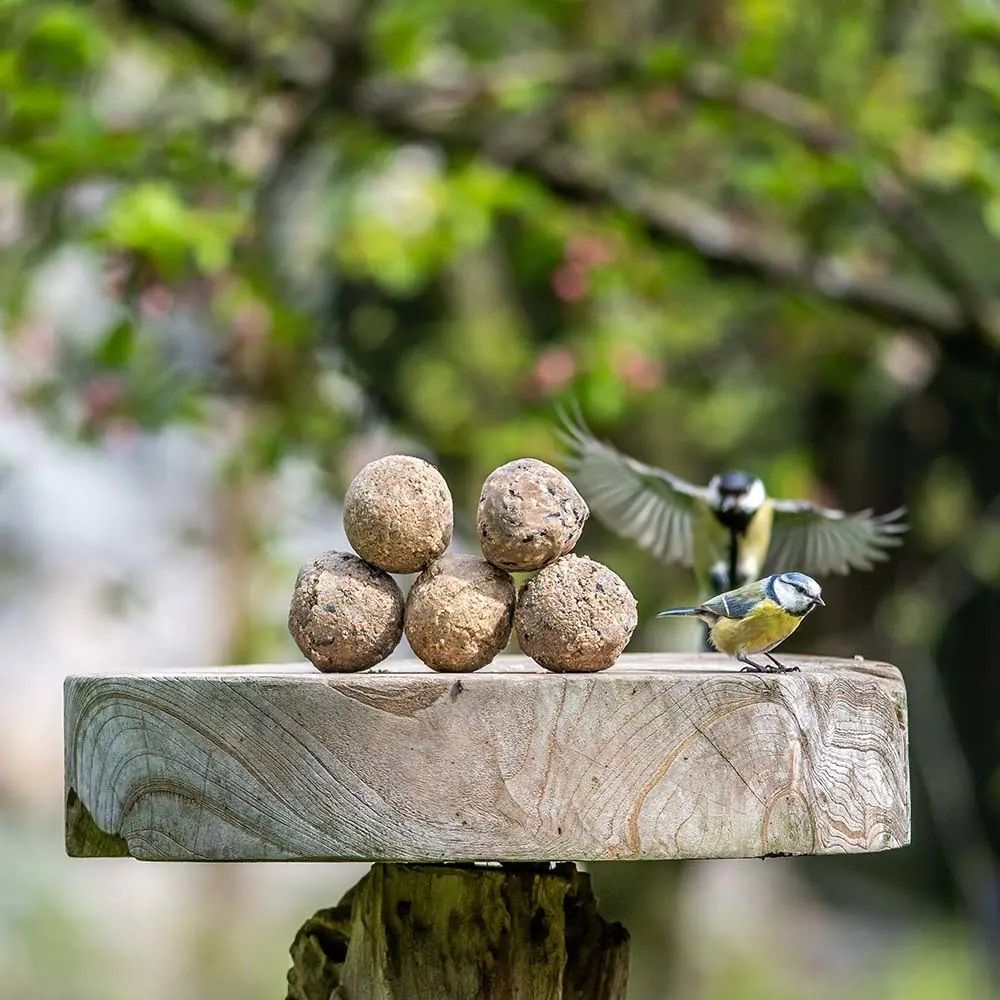 Een pimpelmees met 5 vetbollen