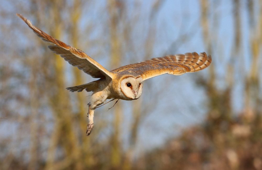 Barn Owl - 1