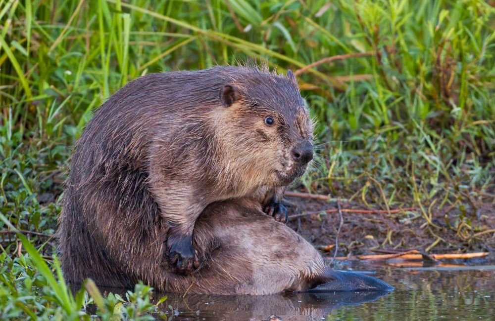 Beaver - 1