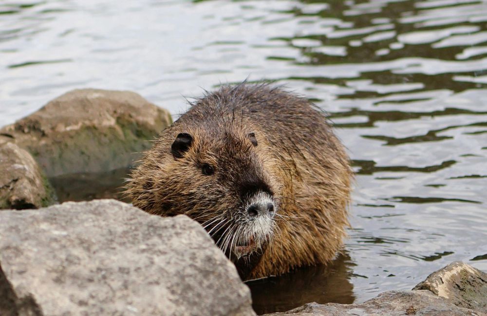 Beaver - 1