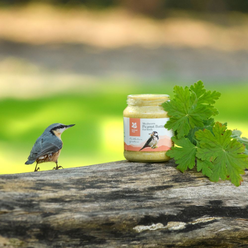 Hedgehog Food - 1