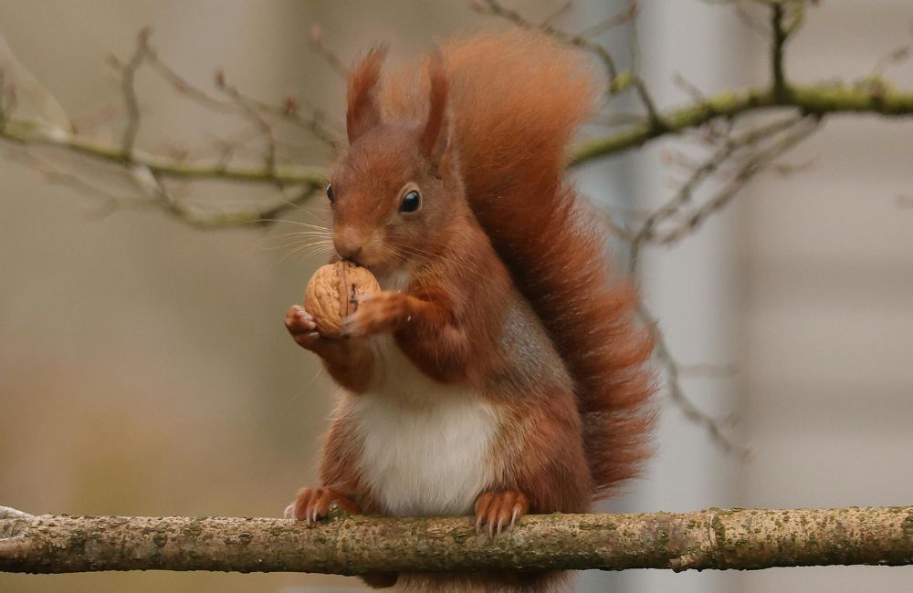 Red Squirrel - 1