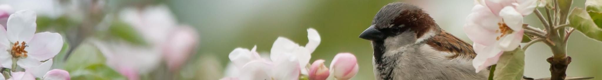Spring_mag