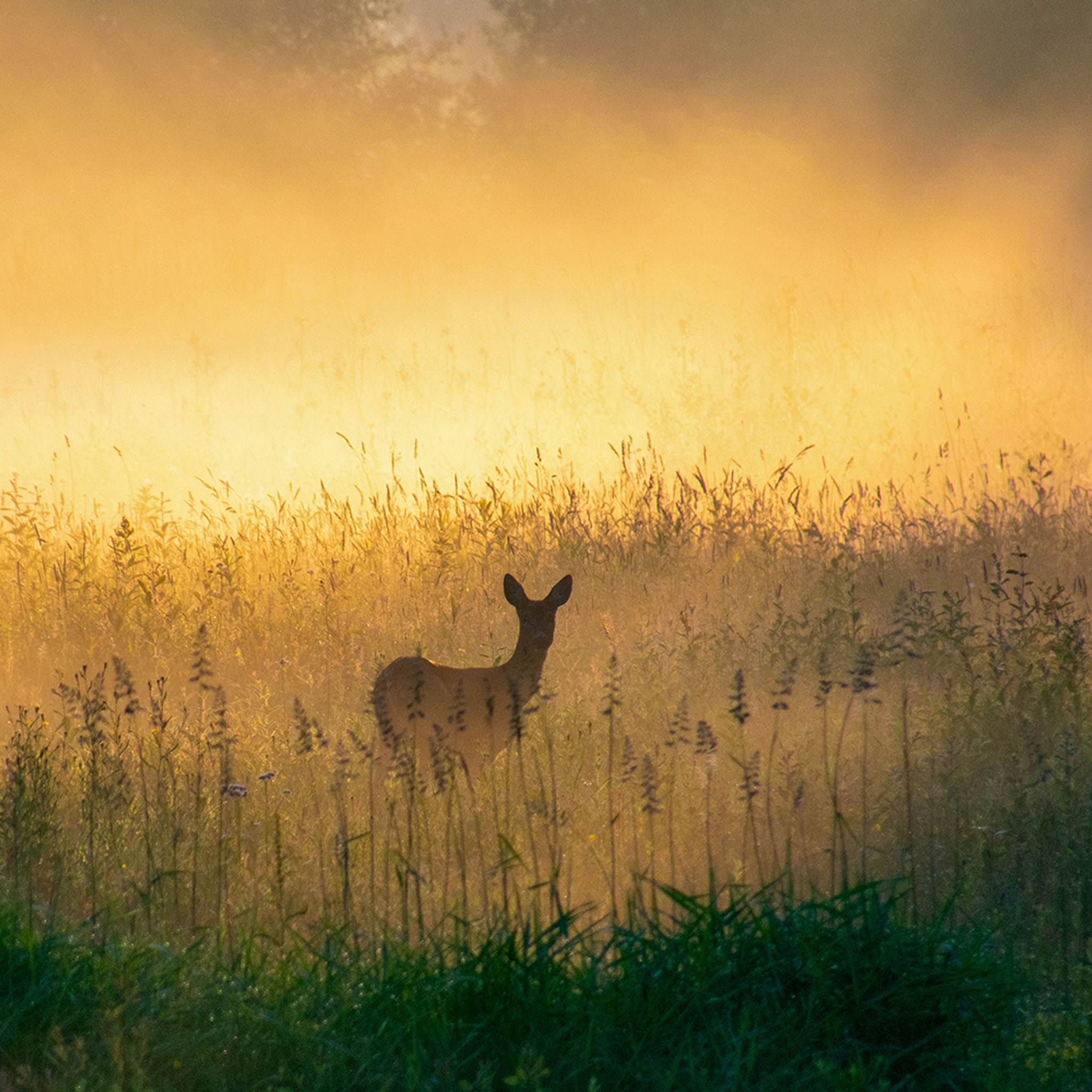 Natuurmonumenten_LP_1000x1000_MOB