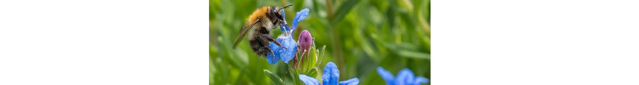 stichtingwildlife_header_mobile