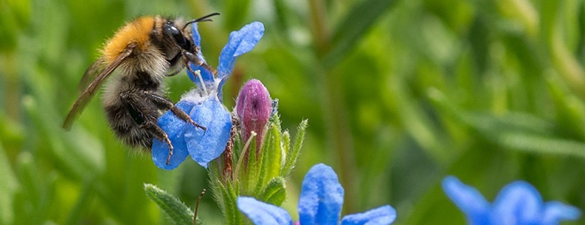 stichtingwildlife_header_mobile