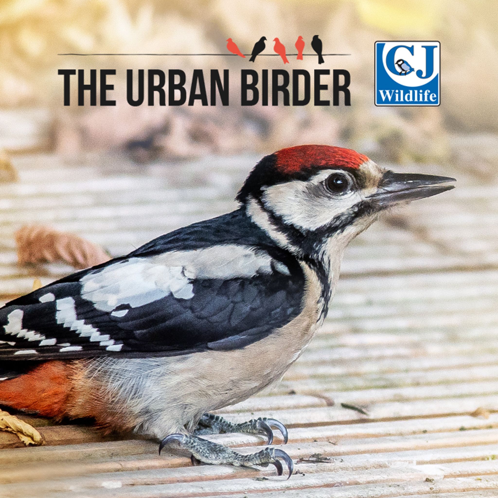 CD-1353_-_Banner_The_Urban_Birder-Mobile