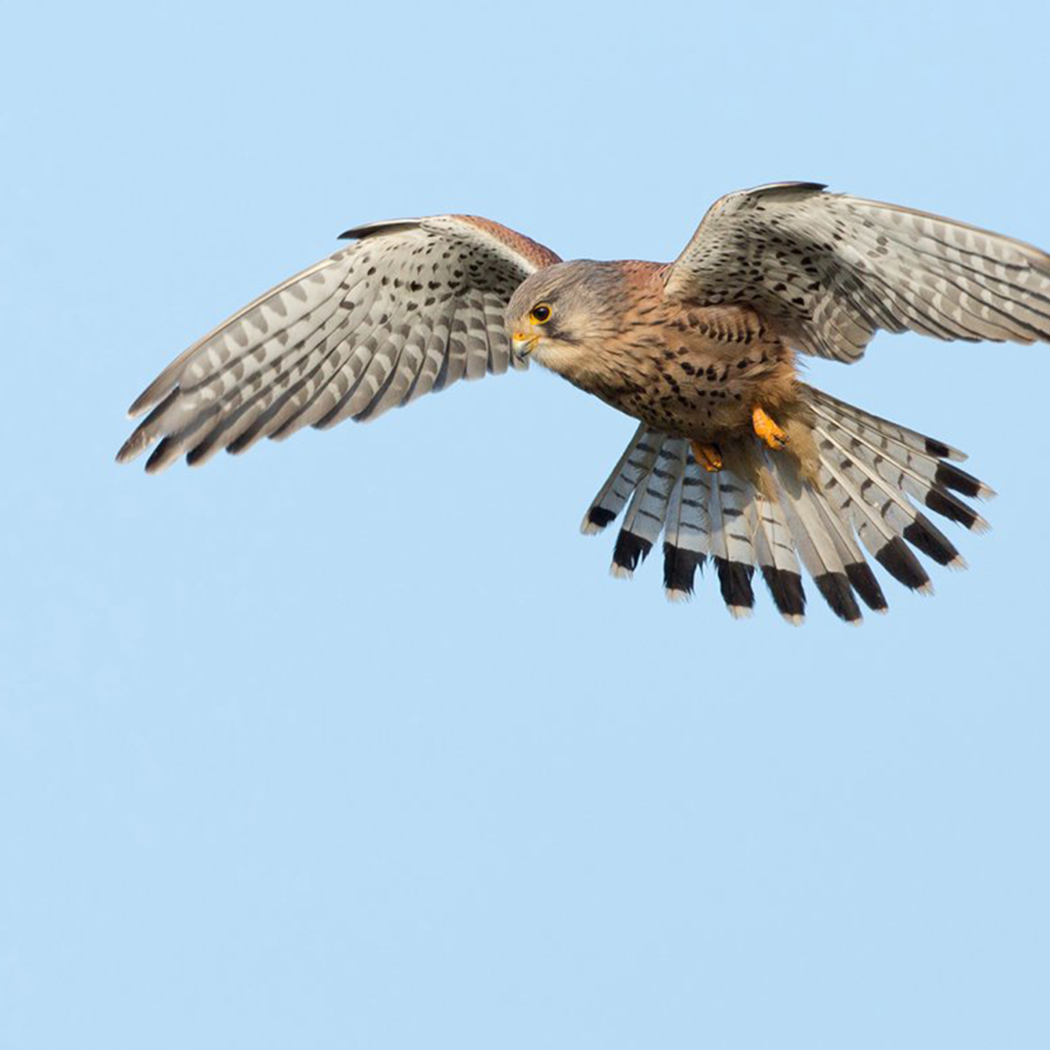 Vogelbescherming_Vlaanderen_LP_1000x1000_MOB