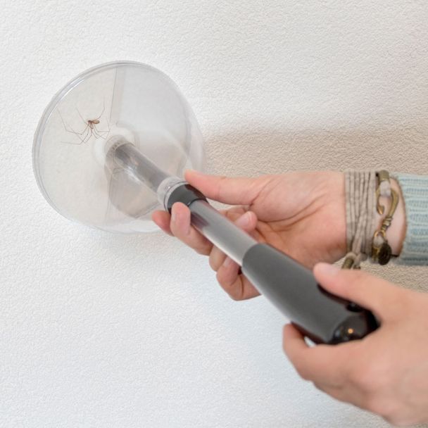 Attrape insectes court