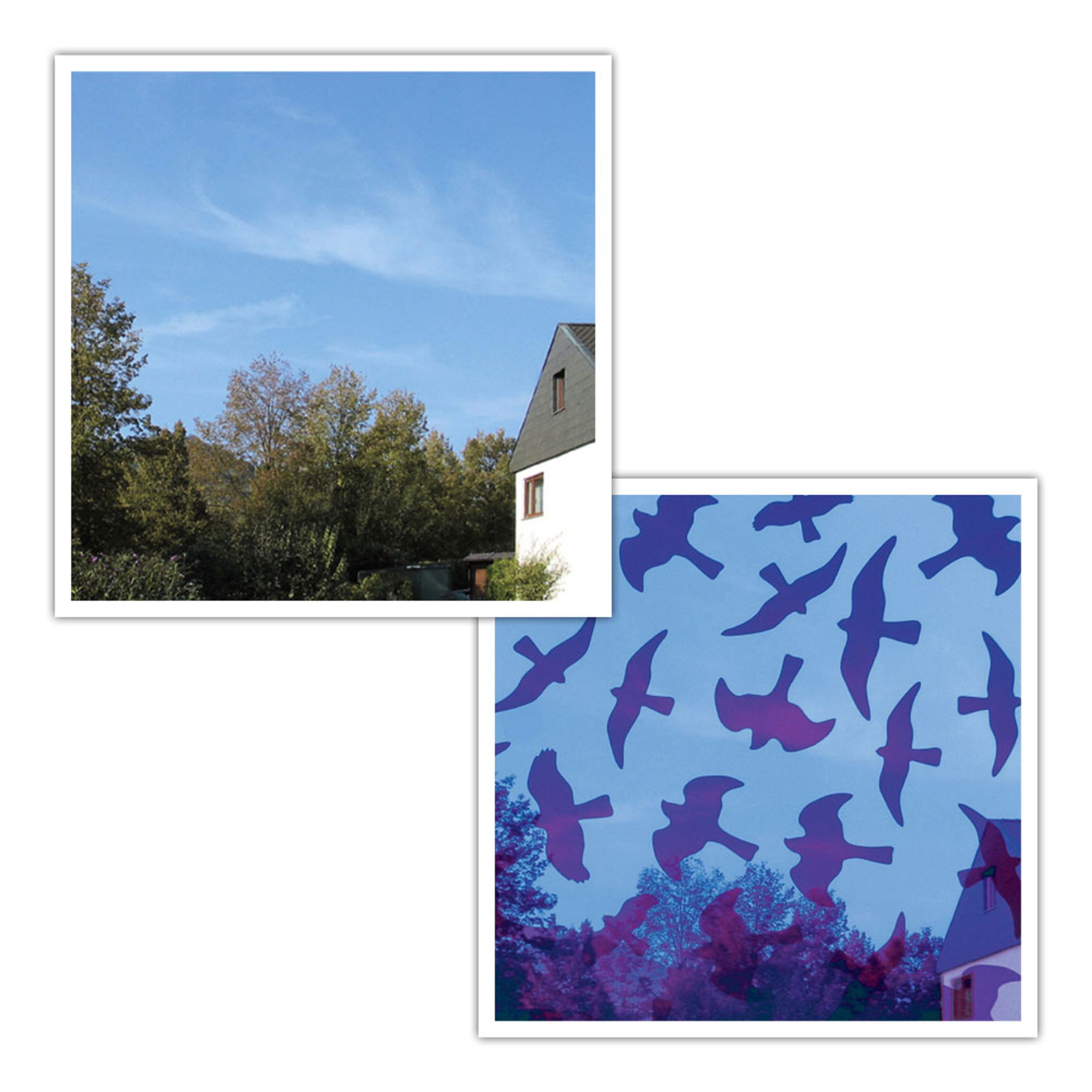 Meilleurs prix pour Autocollants Anti-Collisions pour Vitres - Invisibles | Accessoires | Décoration Fenêtres | Dr Kolbe