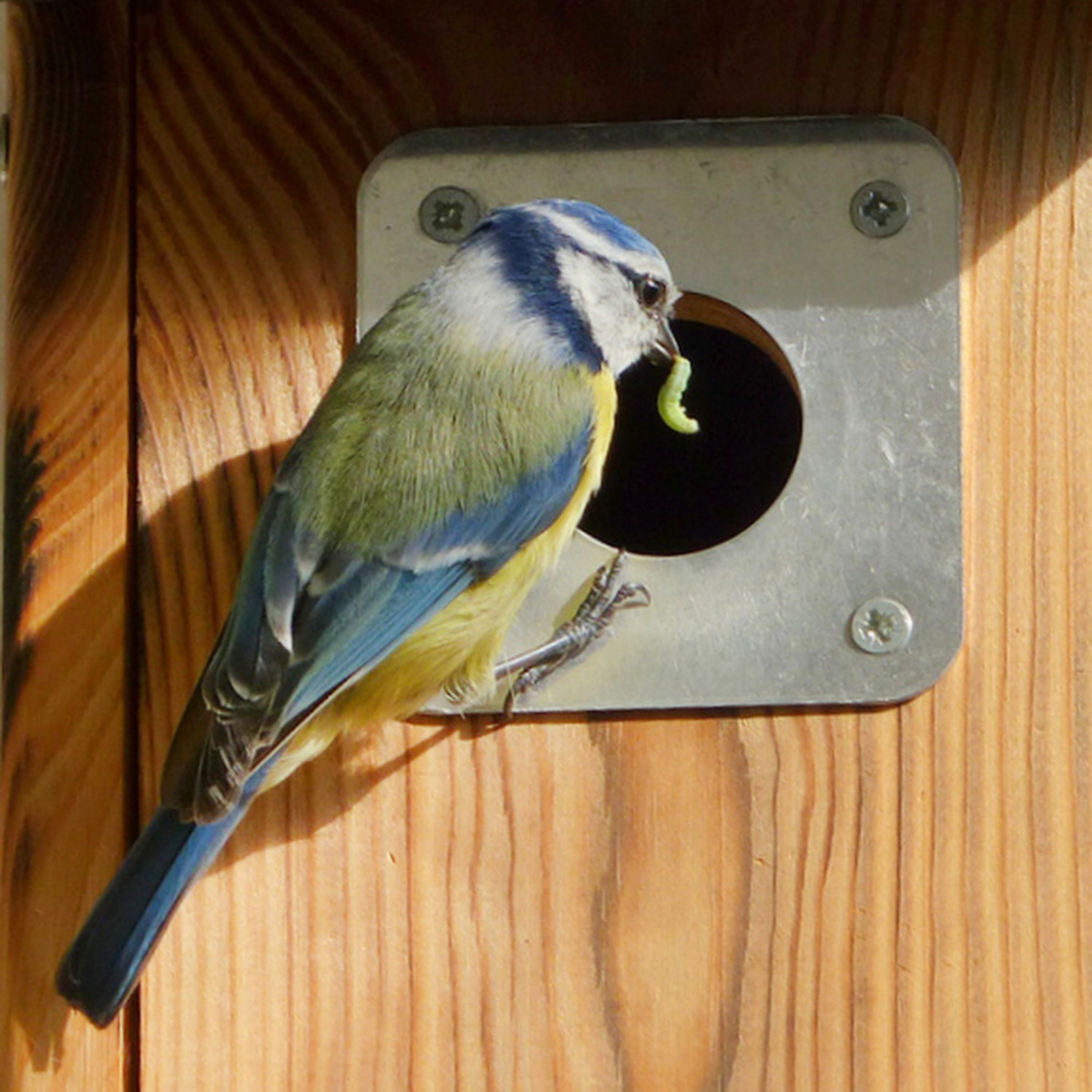 Invliegplaatje vogelhuisje (28mm) | Bescherm je Nestkastje in het Broedseizoen tegen eekhoorns, spec