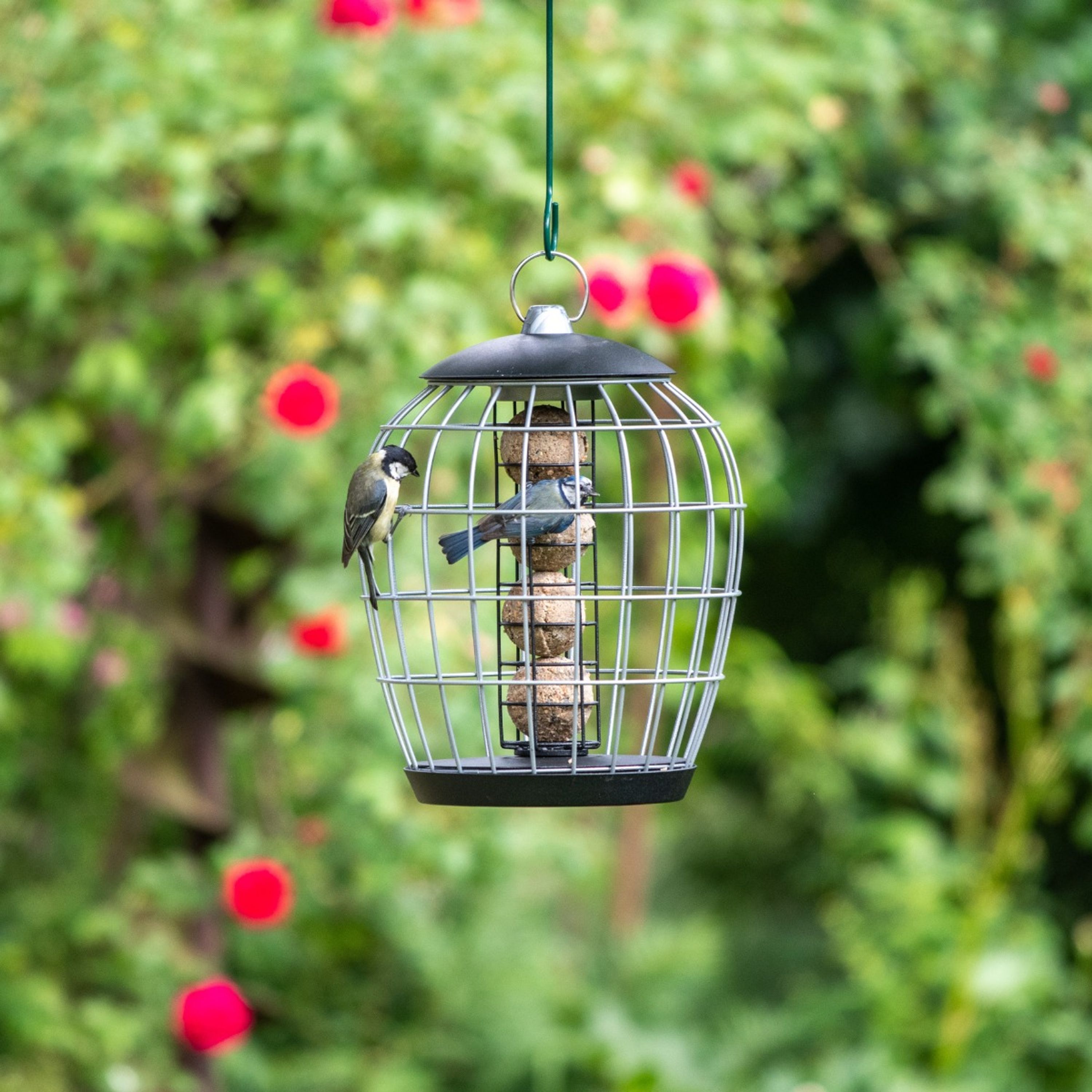 Meisenknödelhalter mit Schutzkäfig „Aura“ | CJ Wildlife