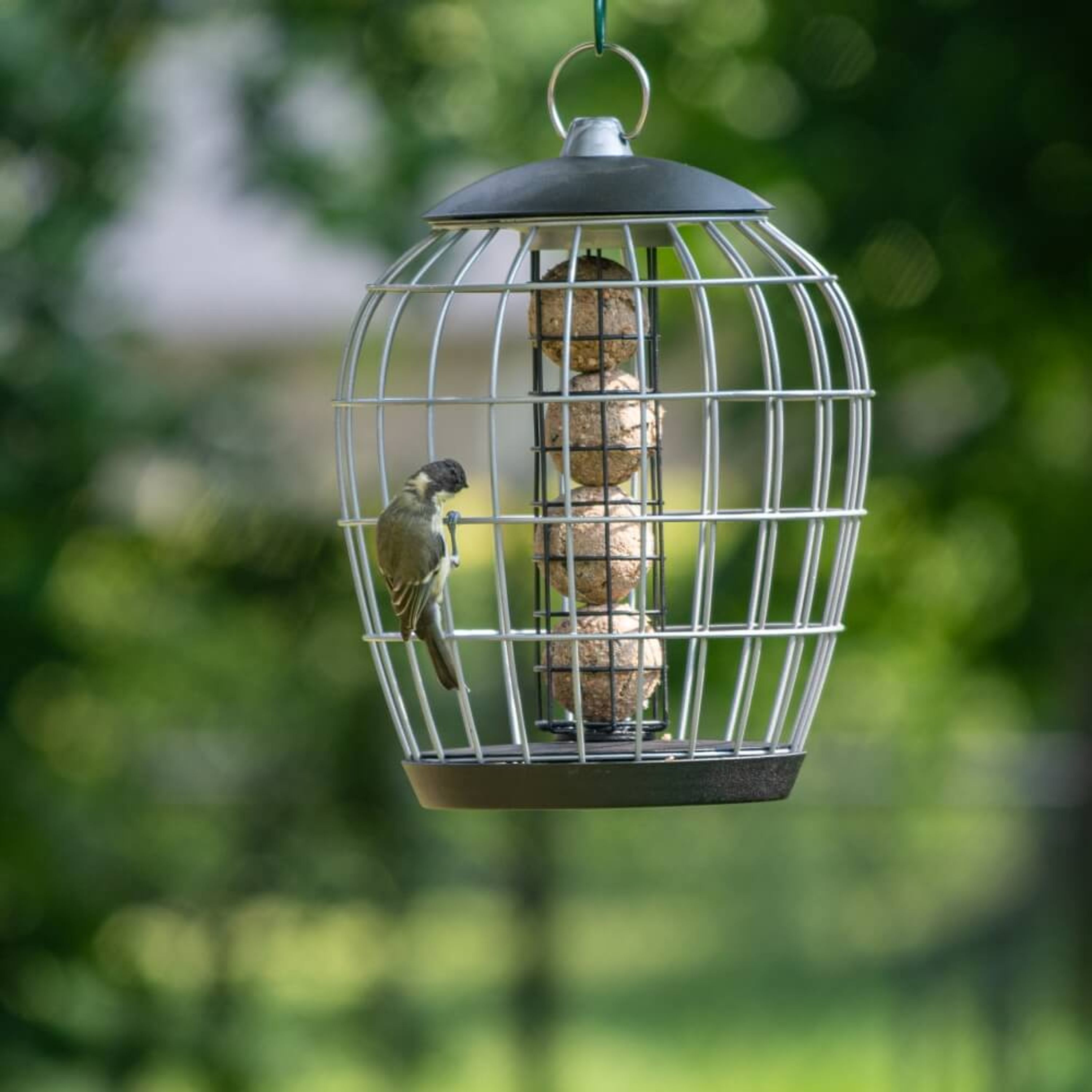 Meisenknödelhalter mit Schutzkäfig „Aura“ | CJ Wildlife