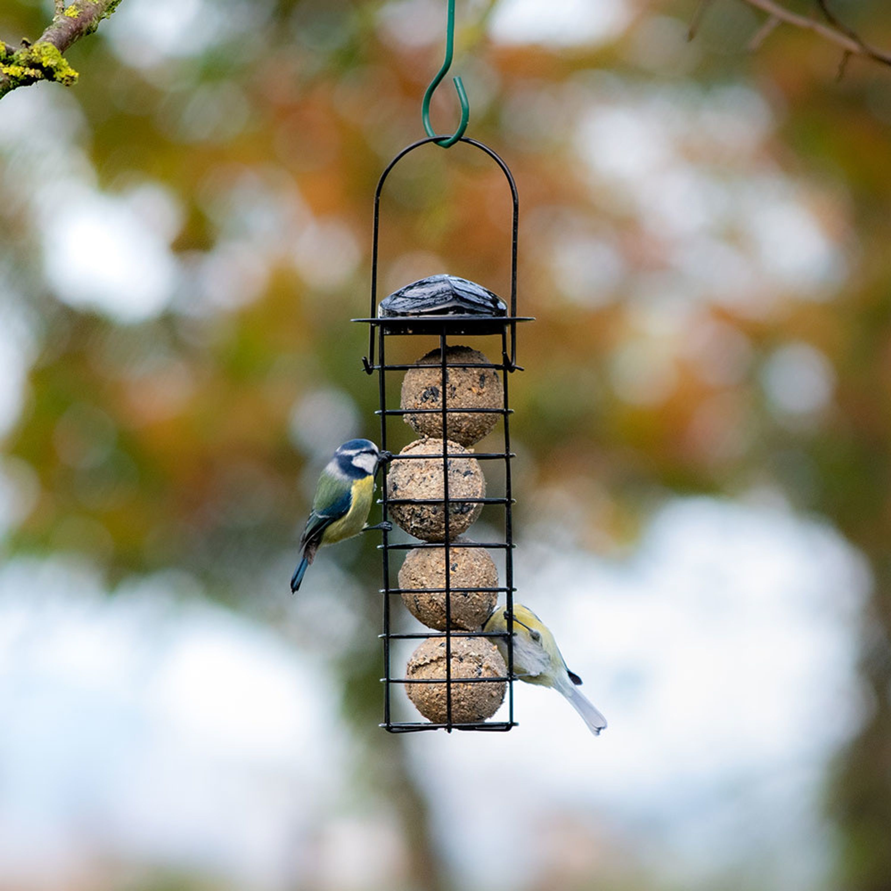Meisenknödel-Halter „Bremen“ Schwarz | CJ Wildlife