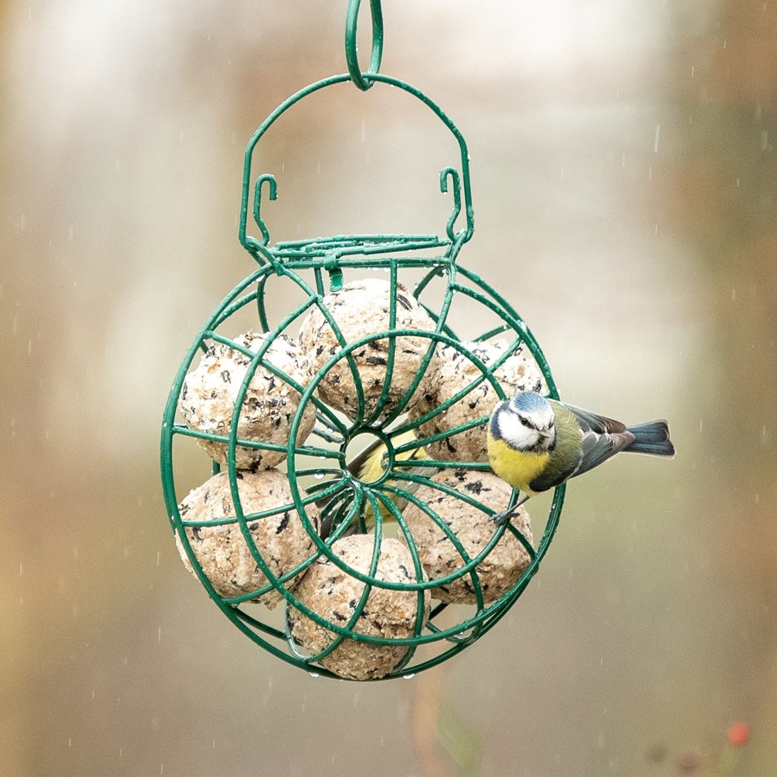 National Trust Fat Ball Feeding Ring