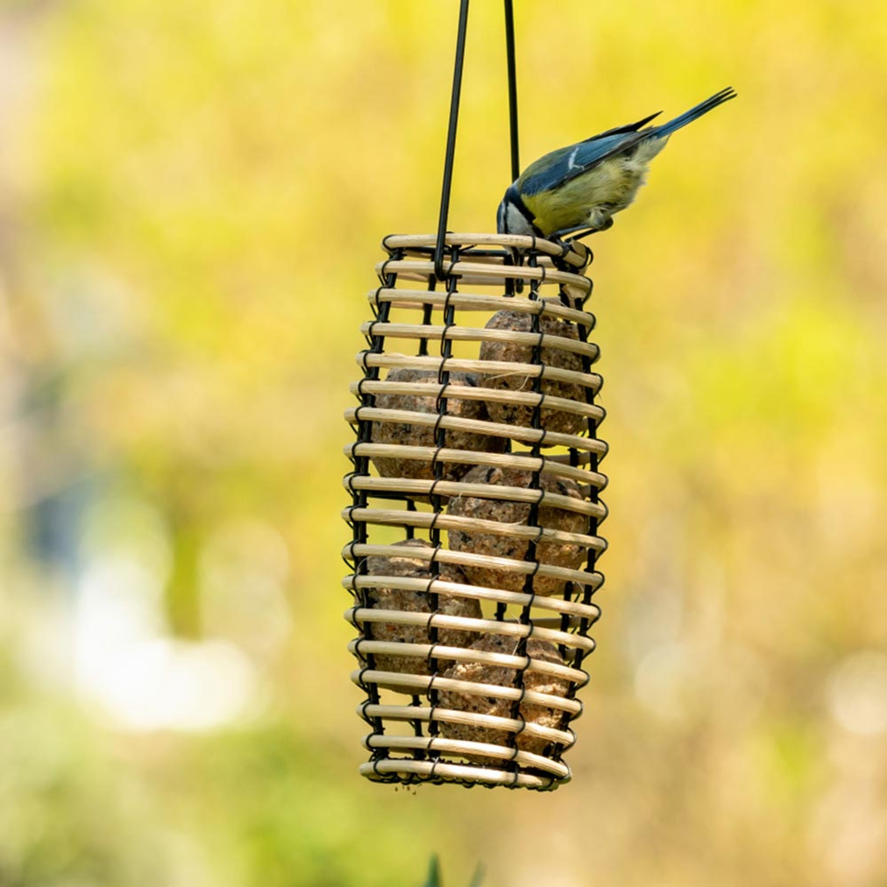 Meisenknödelhalter Faya | SingingFriend – SingingFriend