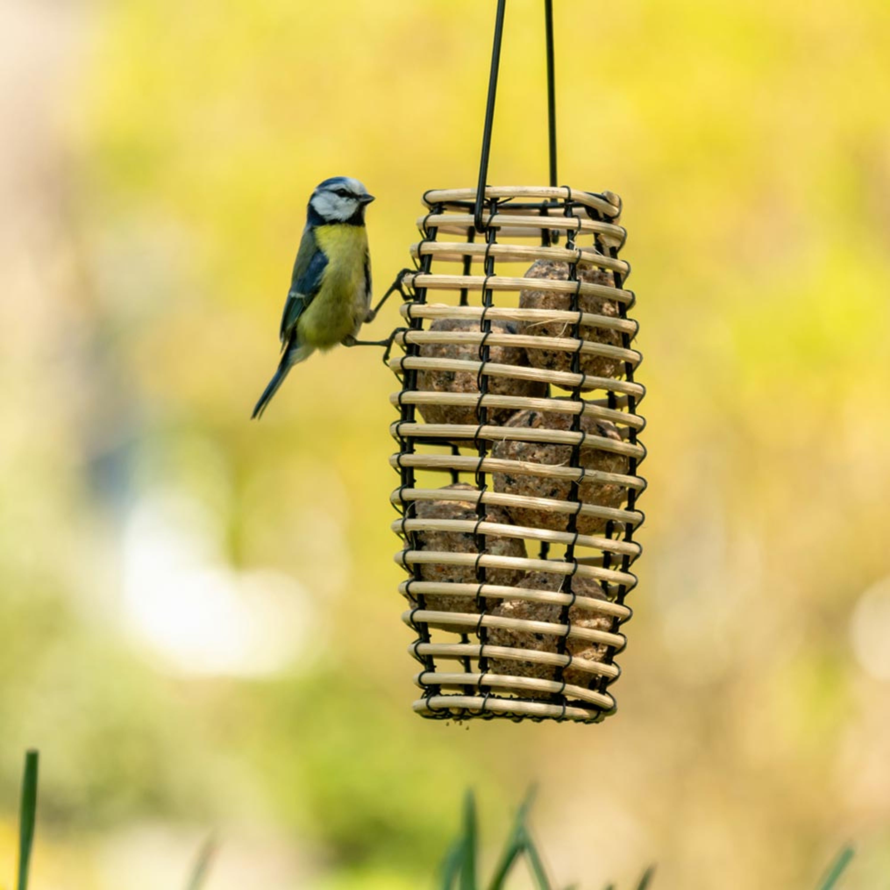 Meisenknödelhalter Faya | SingingFriend